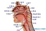 慢性咽炎鼻炎专科